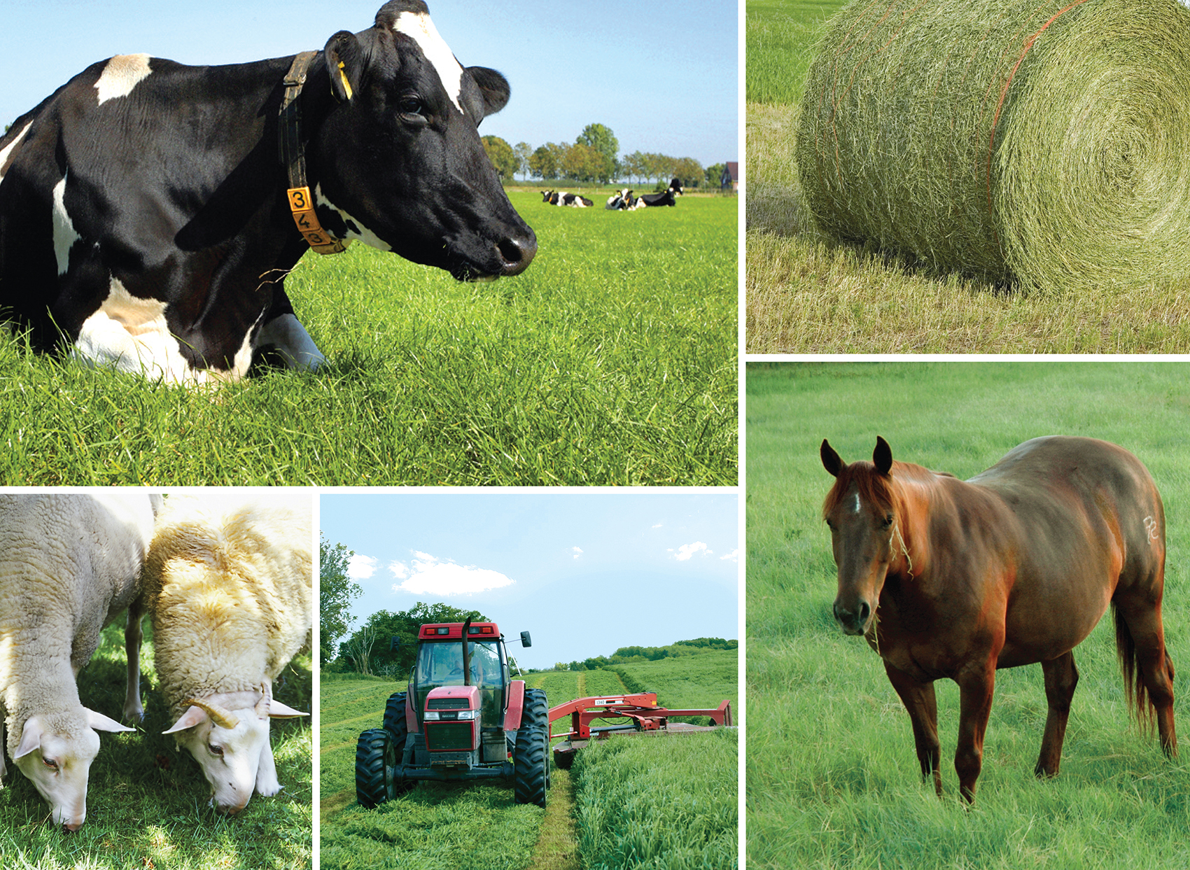 Forage Mixtures - Speare Seeds - Grass, Forage, Corn, Organic Seeds in ...