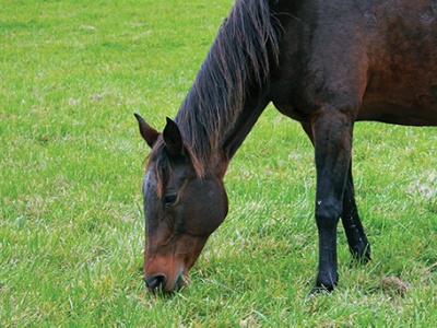 Forage Focus Friday - Filly Forage Kentucky Bluegrass