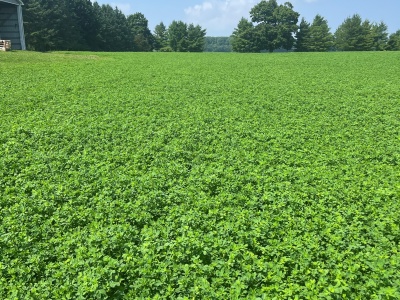 Forage Focus Friday - Alfalfa Solutions for Every Farmer