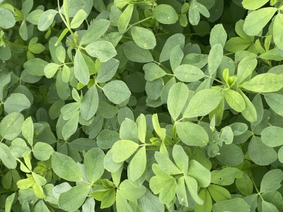 Forage Focus Friday - Alfalfa Seeding Considerations